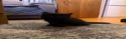 Mixed Breed cats for sale: 2 gorgeous long hair kittens ready for collection  - Advert 21