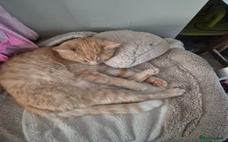 Mixed Breed cats for sale: Two ginger cats 1 male 1 female  - Image 1