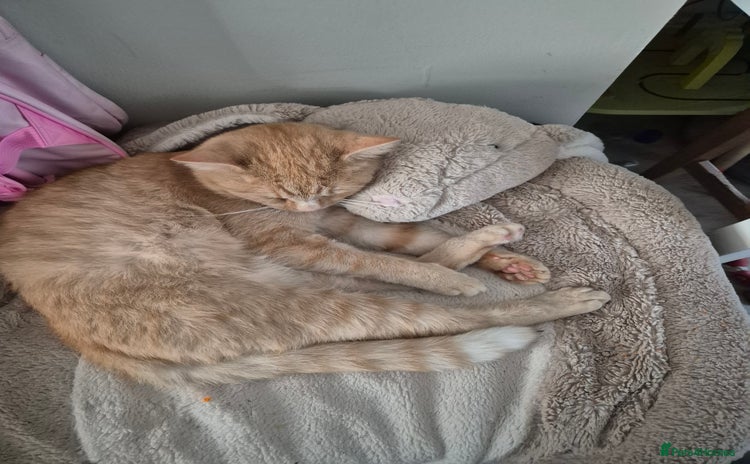 Mixed Breed cats - Advert 15