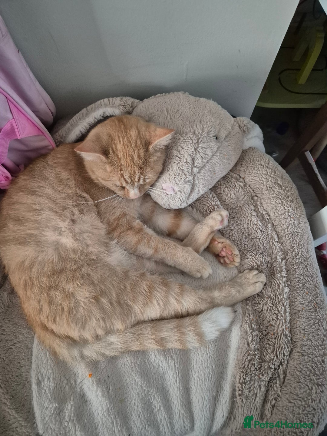 Mixed Breed cats for sale: Two ginger cats 1 male 1 female  - Image 1
