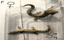 Gecko reptiles for sale: Bauers Chameleon Geckos & Set up - Image 8