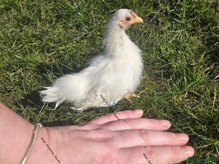 Chickens poultry - Advert 33