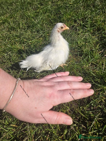 Chickens poultry - Advert 30