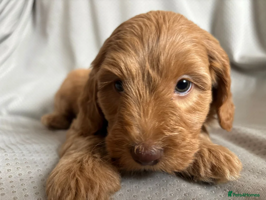 Labradoodle dogs for sale: *READY TO GO* Beautiful Labradoodle Pups - Advert 14
