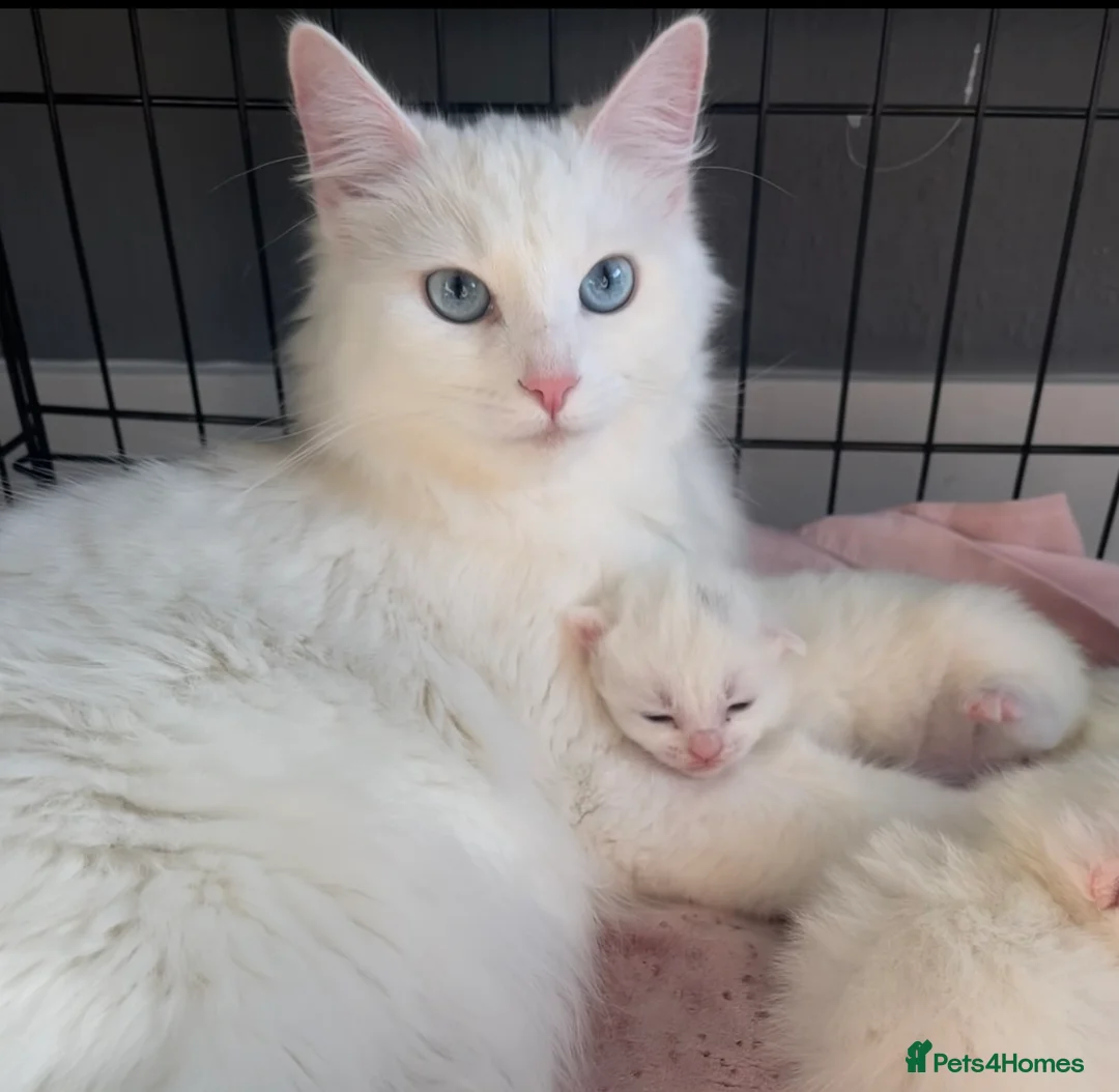 Turkish Angora cats for sale: Gorgeous Kittens!  - Advert 14