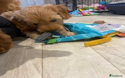 Maltipoo dogs for sale: 💖BEAUTIFUL LICENSED-BRED MALTIPOOS 💖 - Image 36