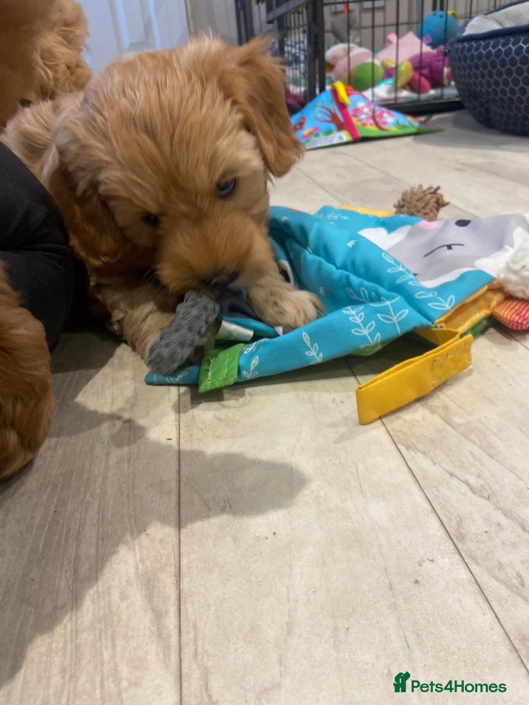 Maltipoo dogs for sale: 💖BEAUTIFUL LICENSED-BRED MALTIPOOS 💖 - Image 36