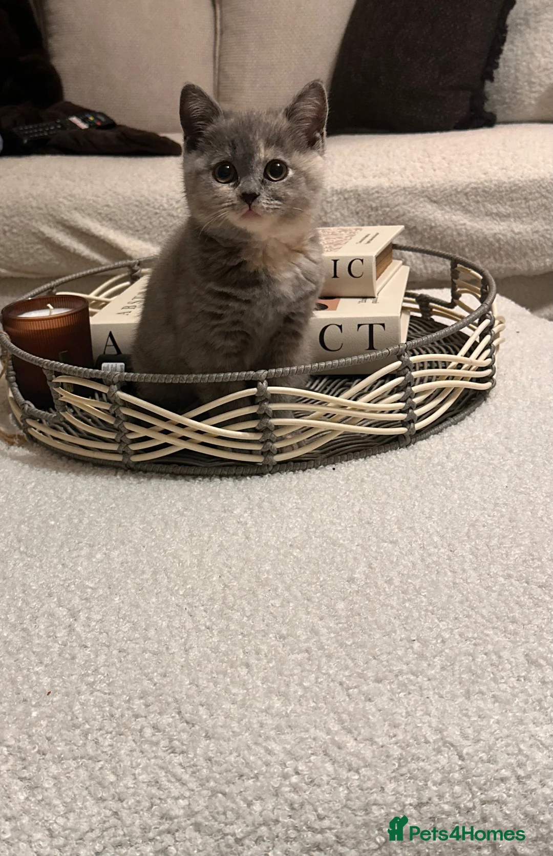 Scottish Fold cats for sale: Scottish fold in Cheltenham - Advert 2