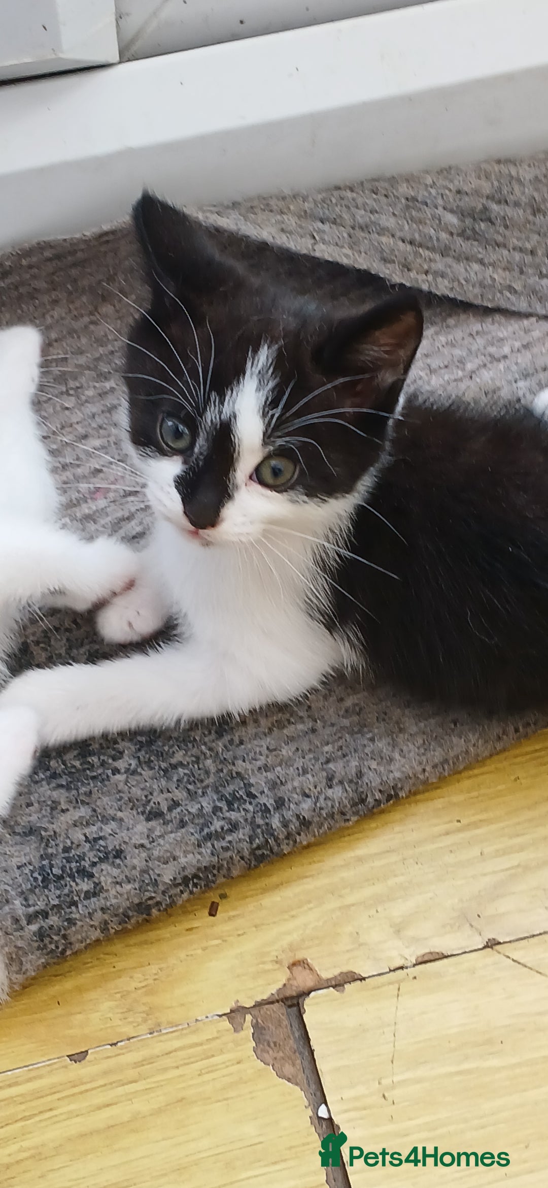 Mixed Breed cats for sale: Kittens for sale 1 male and 1 female left  - Image 3