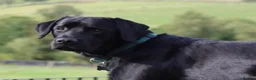 Labrador Retriever dogs for stud: Stud Available: KC Registered Black Labrador Stud - Advert 3