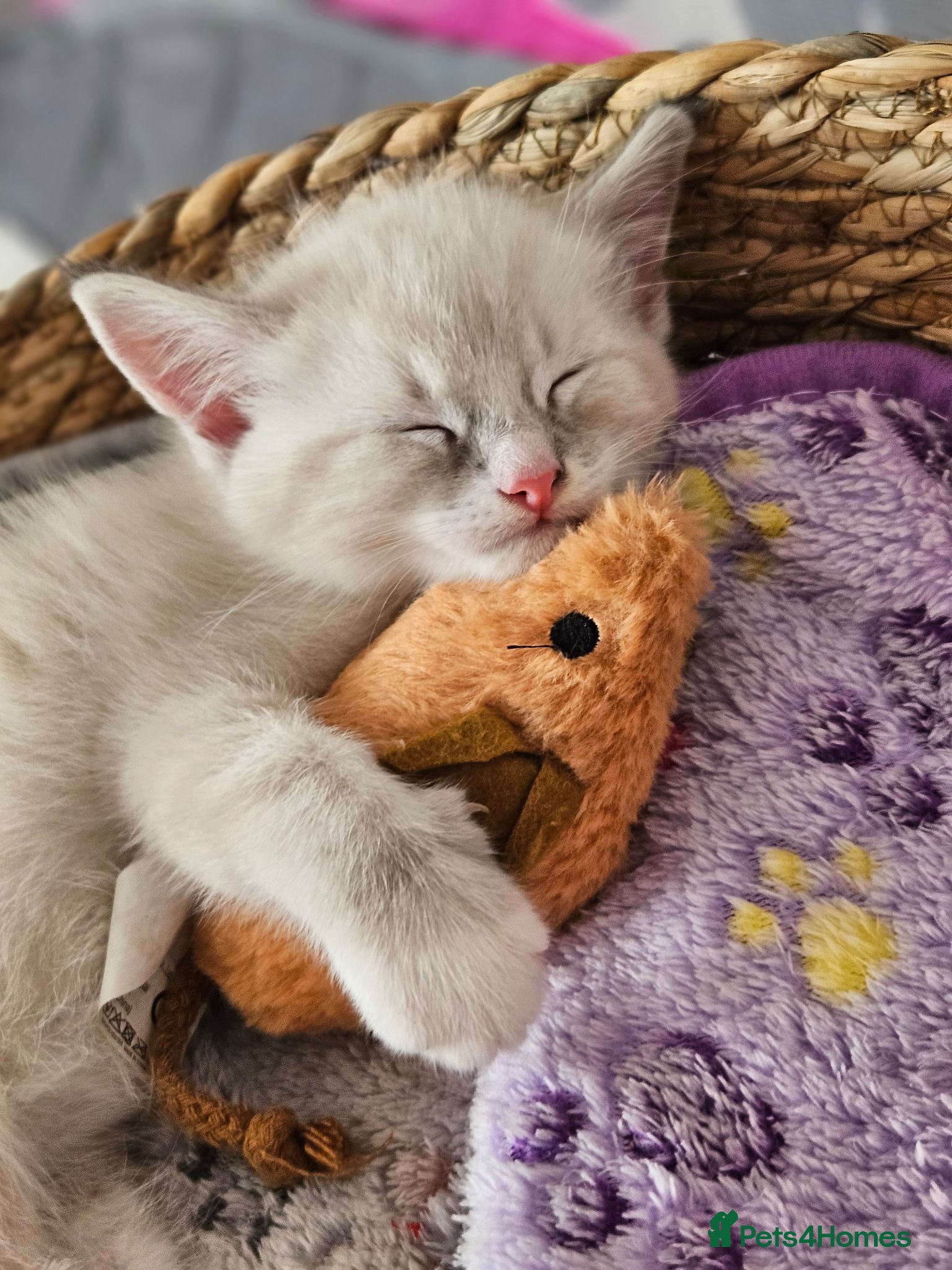 Ragdoll cats 4 sweet Ragdolls cross Scottish straight🩷🩷🩷🩵 - Advert 10