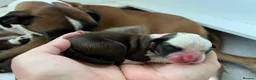 Boxer dogs for sale: Beautiful Boxer Puppies - Advert 17