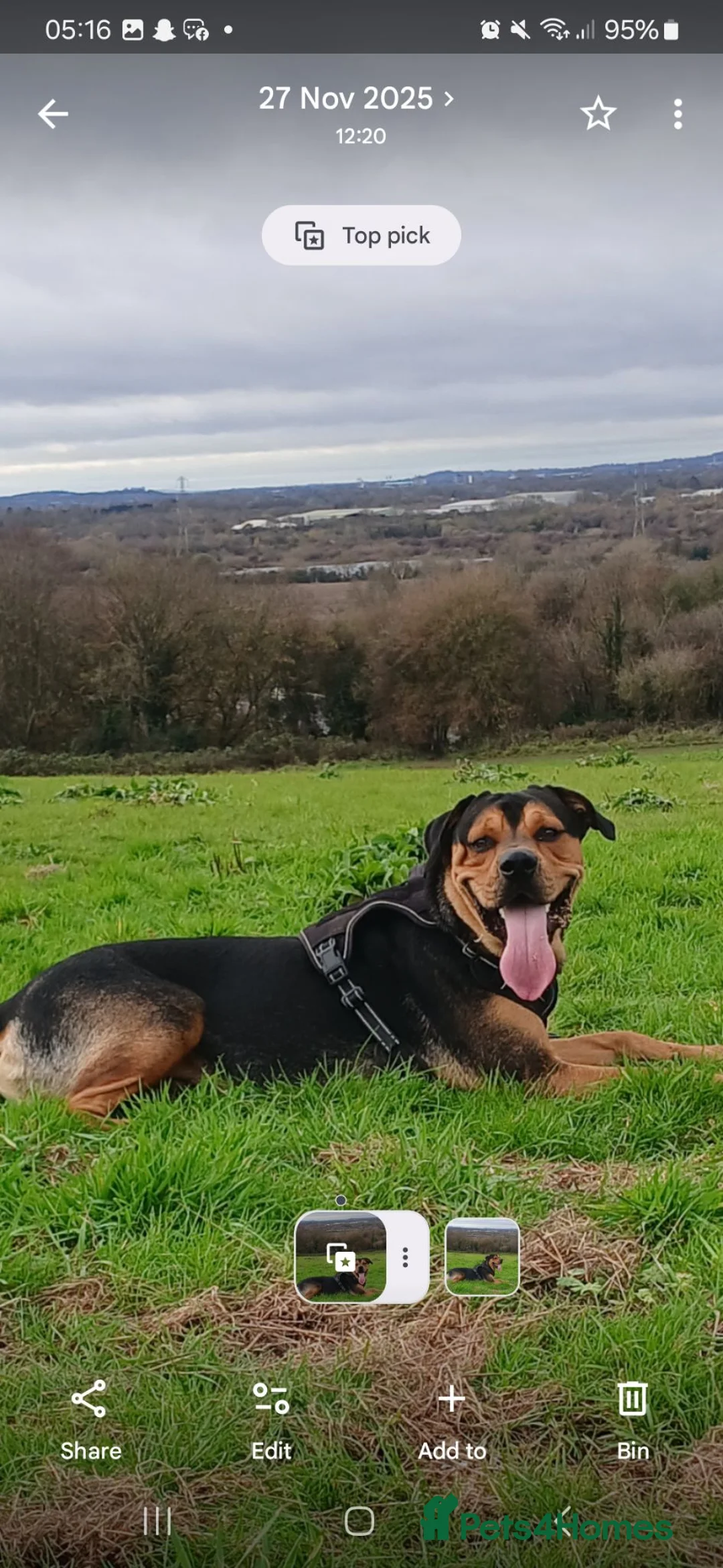 Mixed Breed dogs for sale: Rehoming - Advert 3