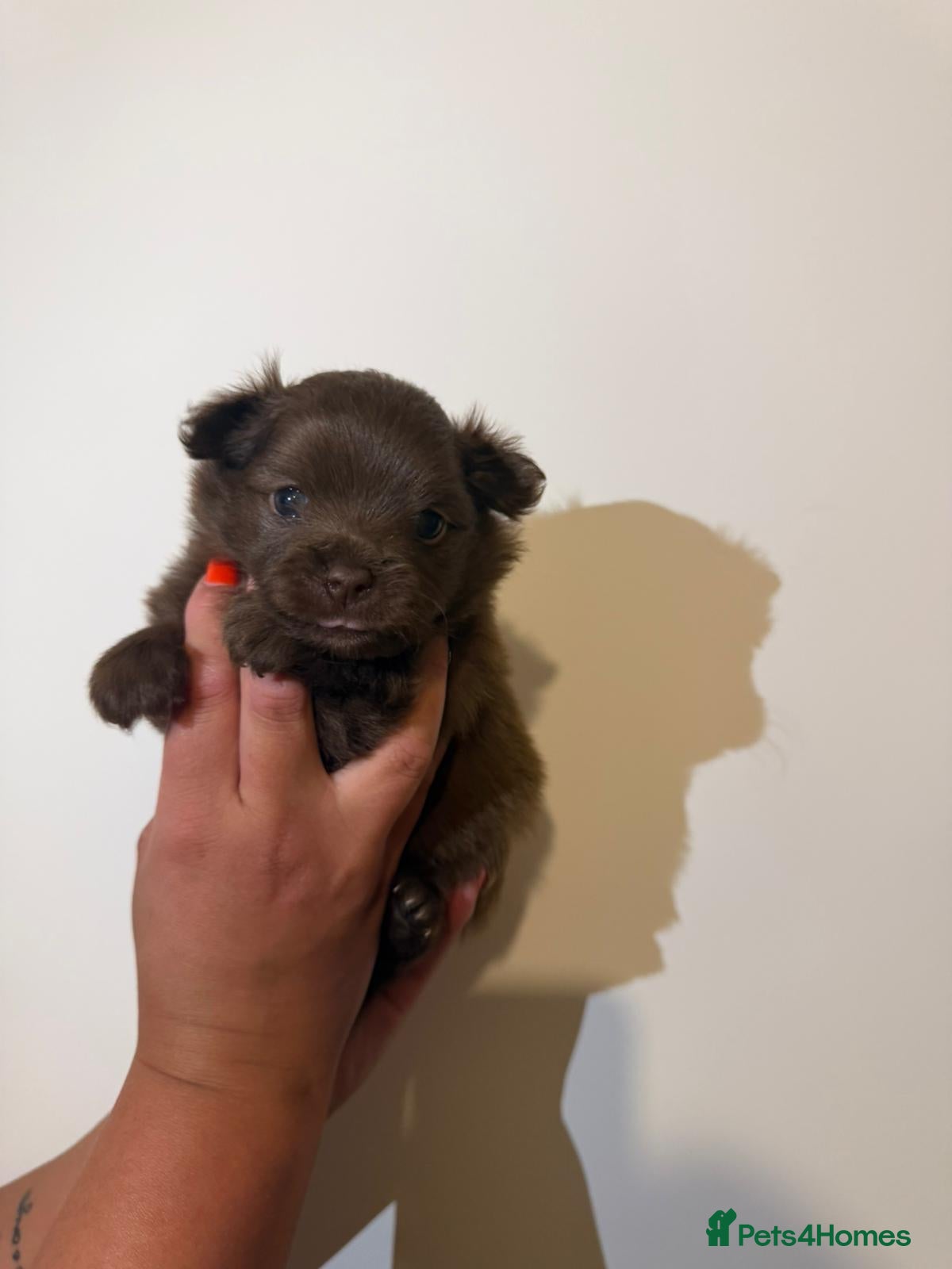 Pomeranian dogs for sale: Adorable Pomerania puppies  - Advert 7