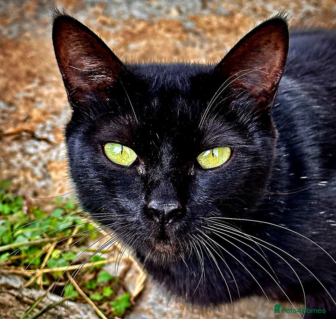 Bombay cats for sale: Grey kitten - Image 2