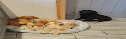 Labrador Retriever dogs for sale: Fox red female ready now - Advert 2