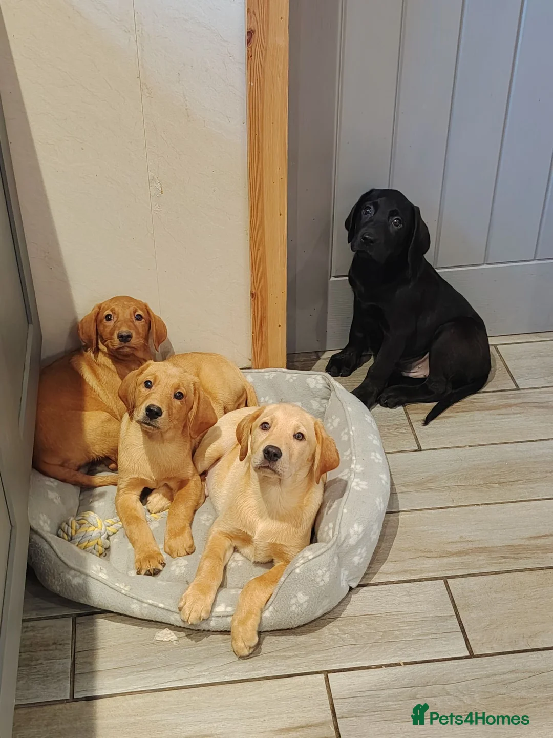 Labrador Retriever dogs for sale: Fox red female ready now - Advert 2