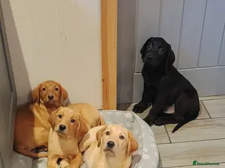 Labrador Retriever dogs Ready now lab pups - Advert 5