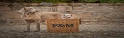 Weimaraner dogs for sale: Superb Gunalt Bloodlines & Excellent Temperament - Advert 11