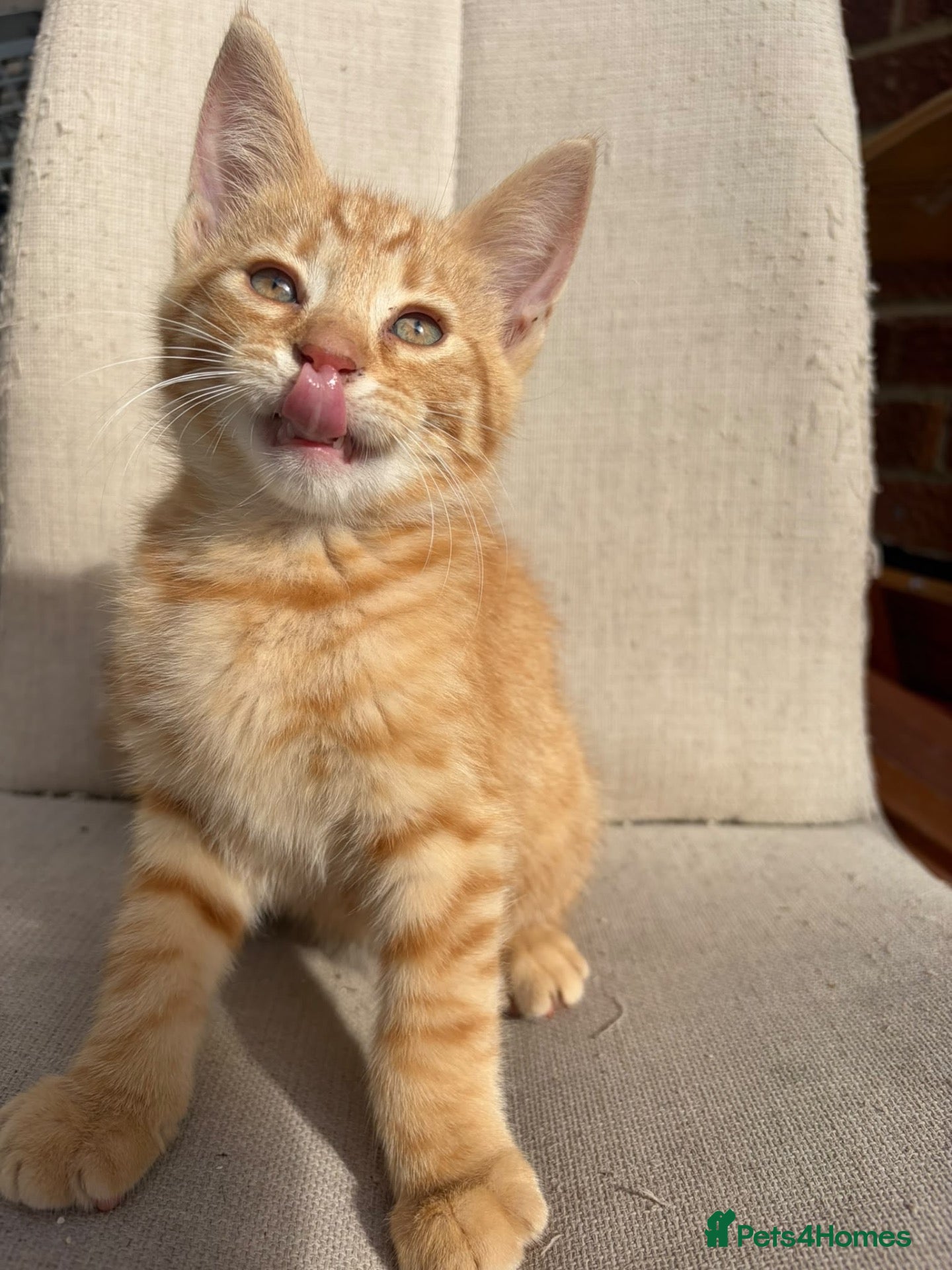Mixed Breed cats Gorgeous ginger kittens - Advert 1