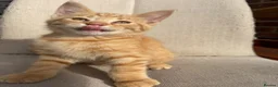 Mixed Breed cats for sale: Gorgeous ginger kittens - Advert 1