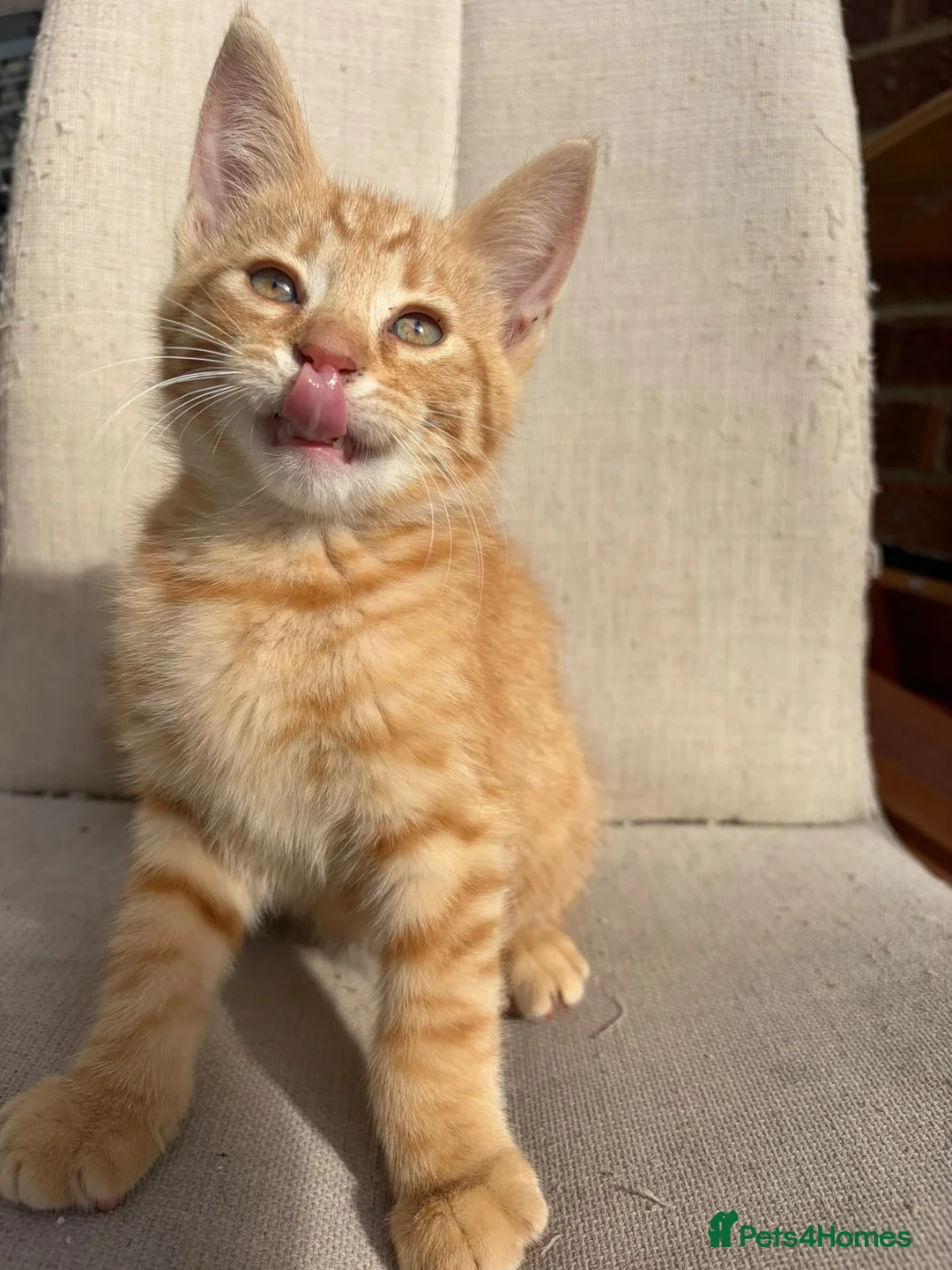 Mixed Breed cats for sale: Gorgeous ginger kittens - Advert 1