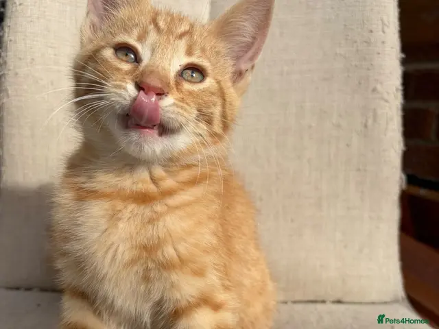 Mixed Breed cats for sale: Gorgeous ginger kittens - Advert 5