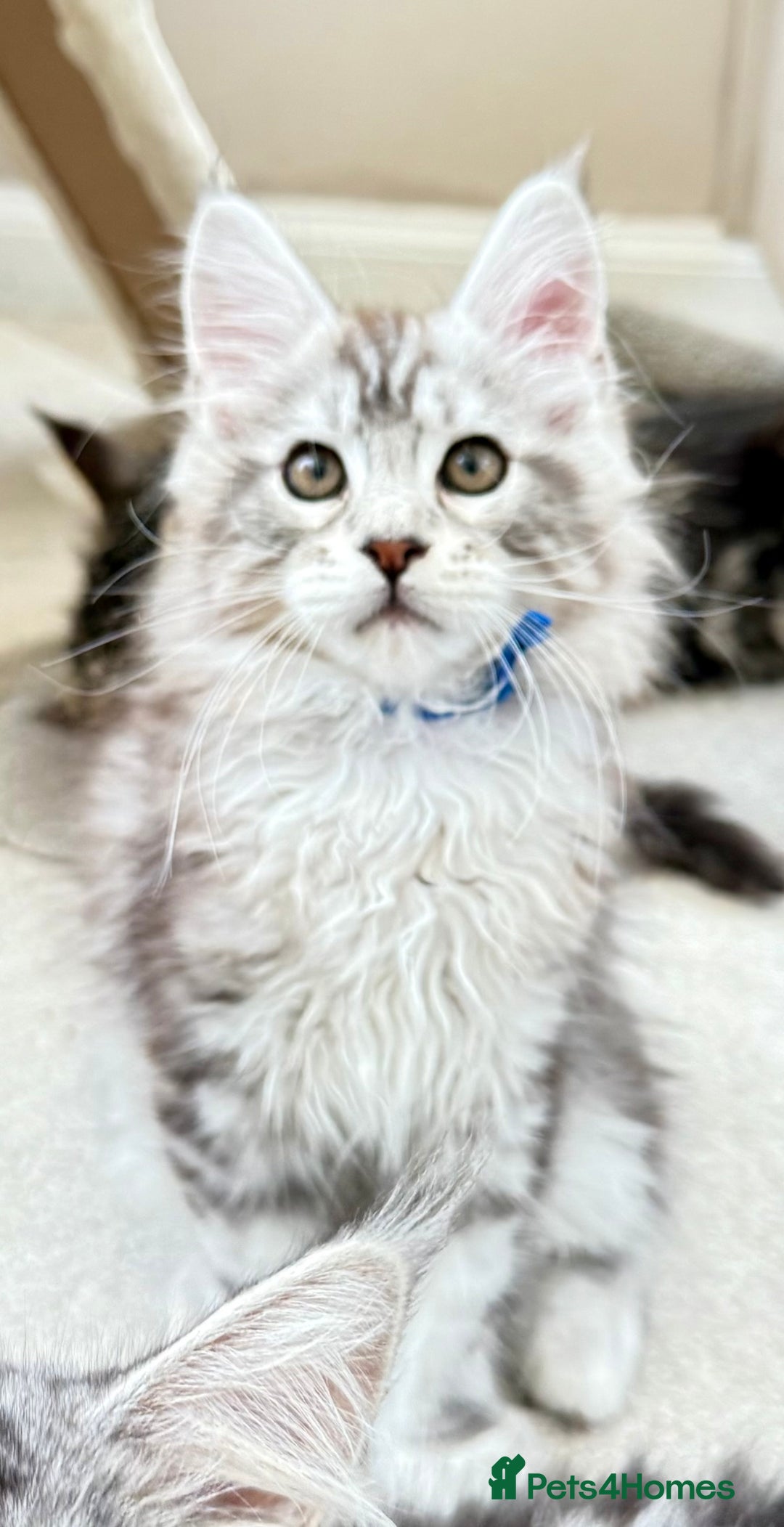Maine Coon cats for sale: Outstanding pedigree kittens ready to leave - Image 6