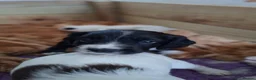 Sprocker dogs for sale: Sprocker puppies for sale  in Thornhill - Advert 14