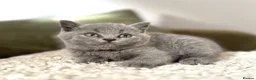 British Shorthair cats for sale: Solid blue and blue bi-colour kittens Cornwall - Advert 3