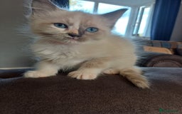 Ragdoll cats for sale: 4 gorgeous fluffy ragdoll kittens  - Image 4