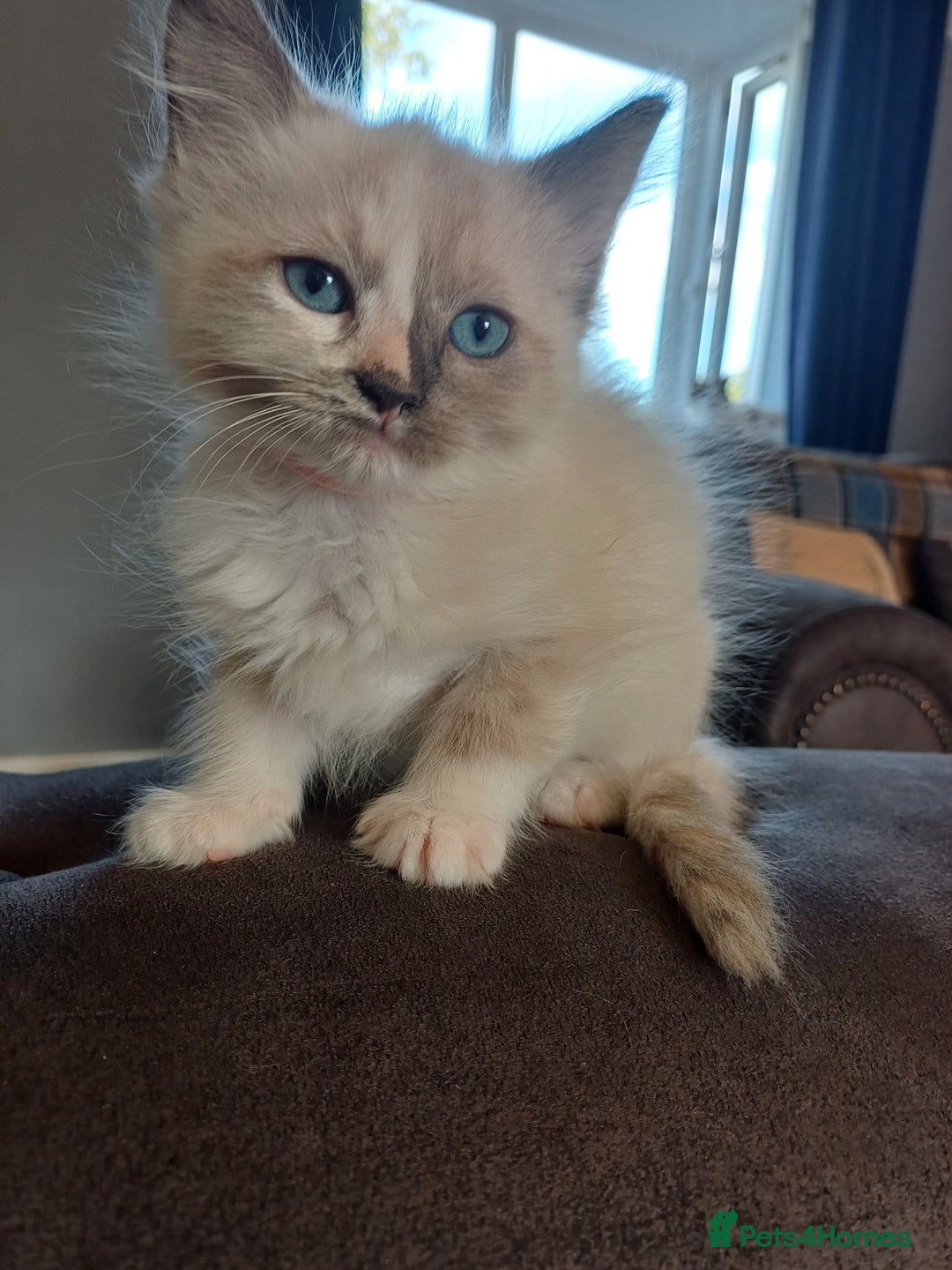 Ragdoll cats for sale: 4 gorgeous fluffy ragdoll kittens  - Image 4