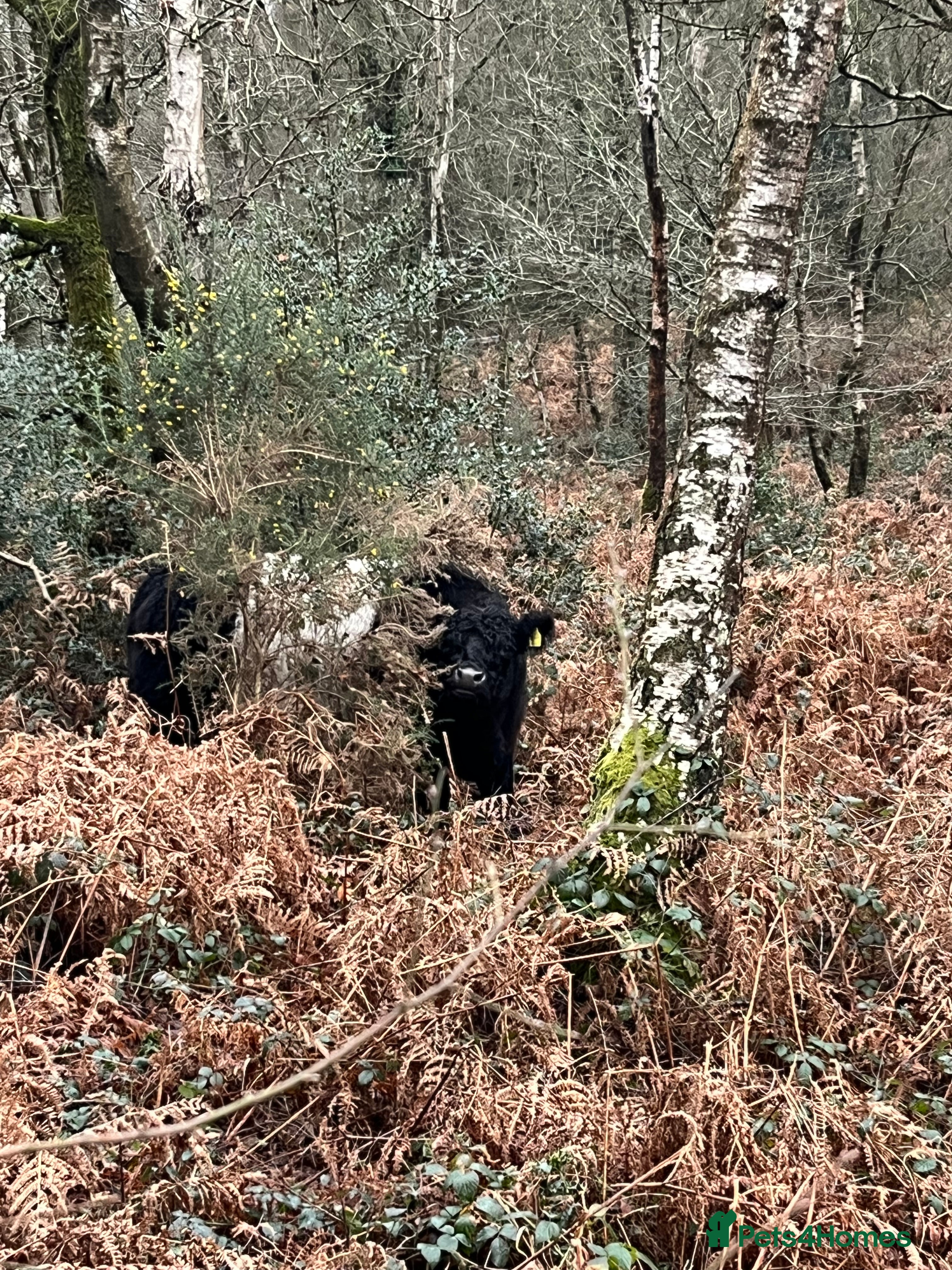 Mixed Breed dogs 6 months old cane Corso for sale  - Advert 3