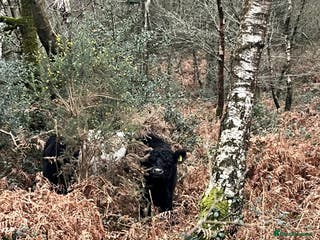 Mixed Breed dogs 6 months old cane Corso for sale - Advert 3