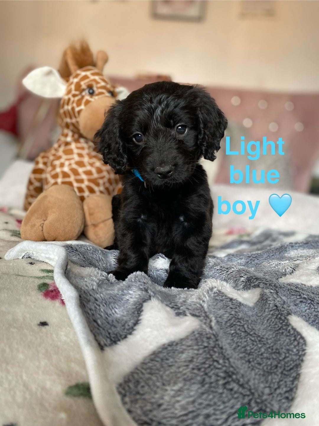 Cockapoo dogs for sale: Cockapoo puppies 💜 - Advert 9