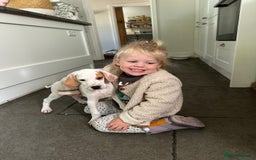 Pointer dogs for sale: KC reg Pointer Puppy - Image 20