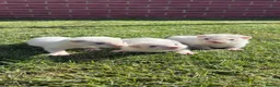 Ferret rodents for sale: Gorgeous chunky baby ferrets  - Advert 11