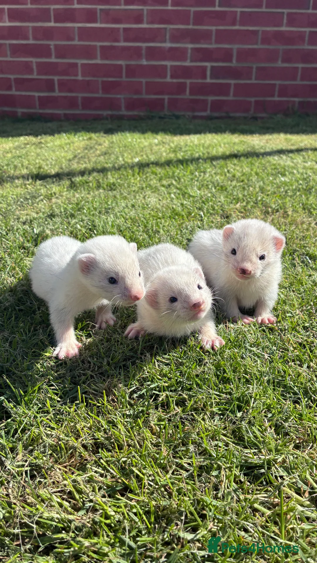 Ferret rodents for sale: Gorgeous chunky baby ferrets  - Advert 11