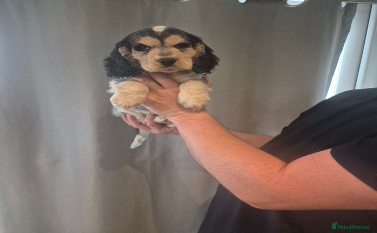 Cocker Spaniel dogs Ready Now Stunning Cocker Spaniel puppies 🐶  - Advert 1