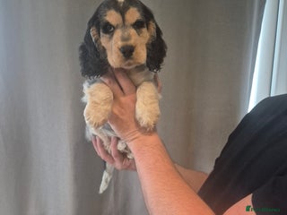 Cocker Spaniel dogs for sale: Reduced**** Ready Now Cocker Spaniel puppies 🐶 - Advert 1