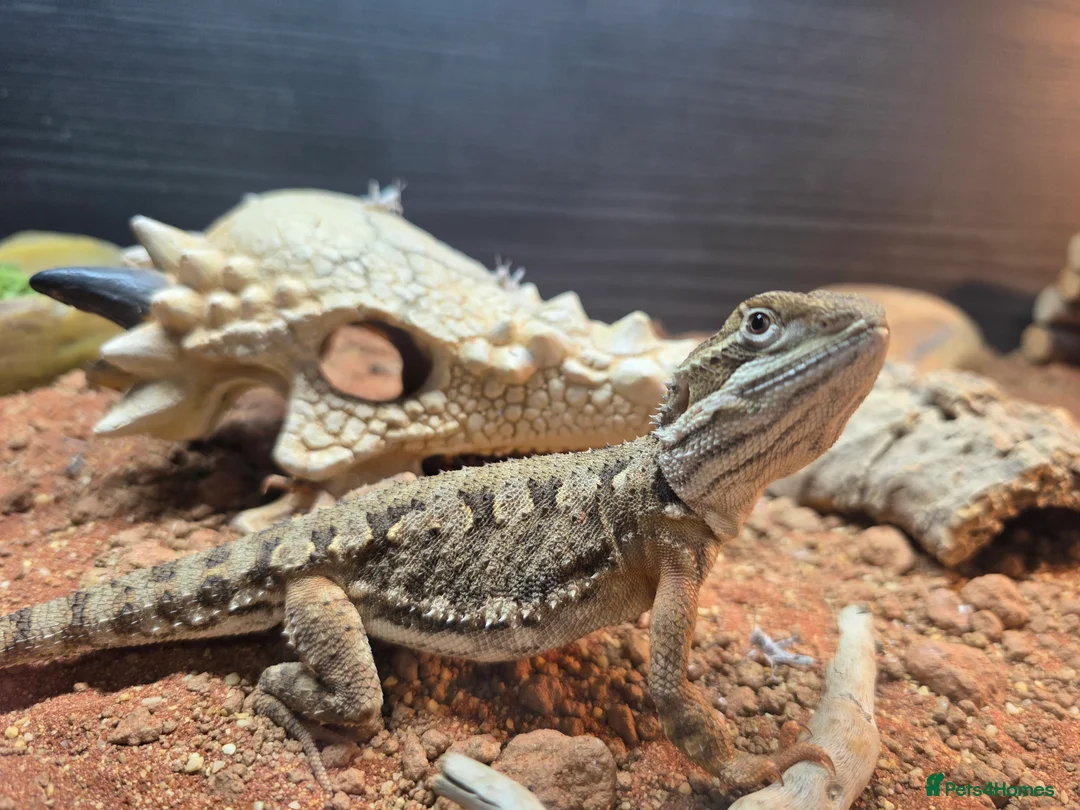 Bearded Dragon reptiles for sale: Rankin Dragon - Horsham in Horsham - Advert 1