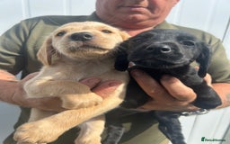 Cockerdor dogs for sale: Quality litter of cockerdors Blacks £450 Gold £550 - Image 1
