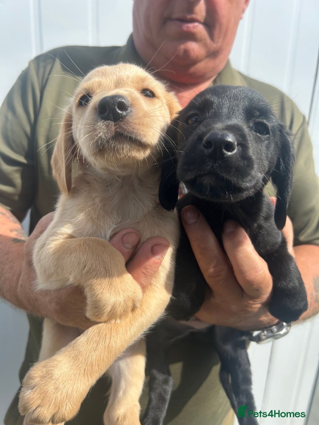 Cockerdor dogs for sale: Quality litter of cockerdors Blacks £450 Gold £550 - Image 1