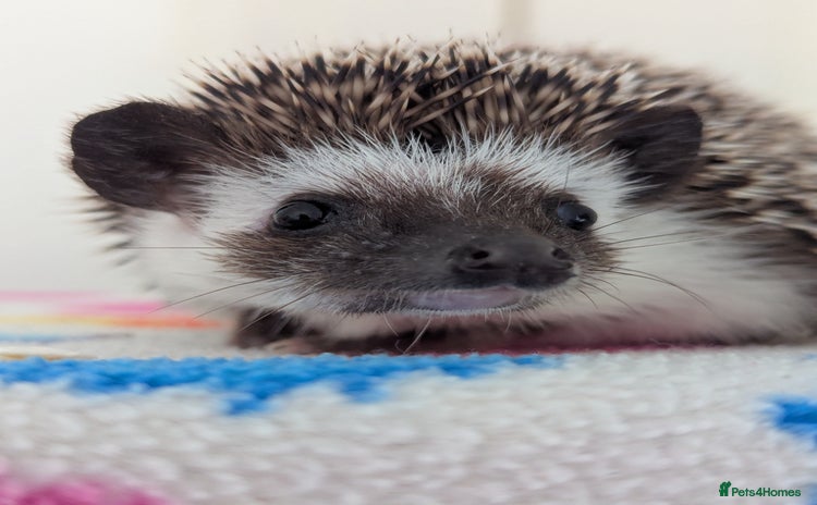 Pygmy Hedgehog rodents - Advert 5