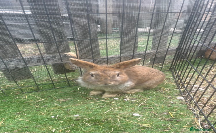 Mixed Breed rabbits - Advert 1