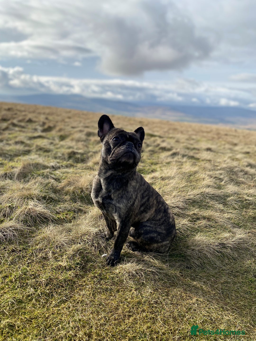 French Bulldog dogs for stud: STUD - Sebastian beautiful boy available for STUD - Advert 3