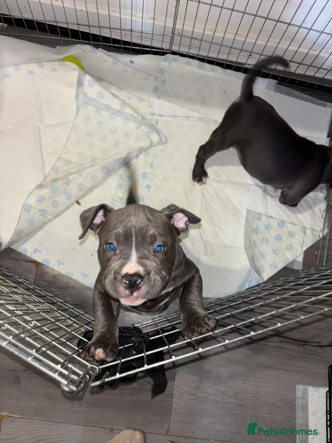 American Bully dogs for sale: Pocket bully puppies  - Advert 2