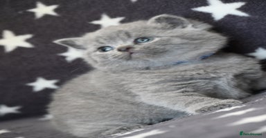 British Shorthair cats - Advert 2
