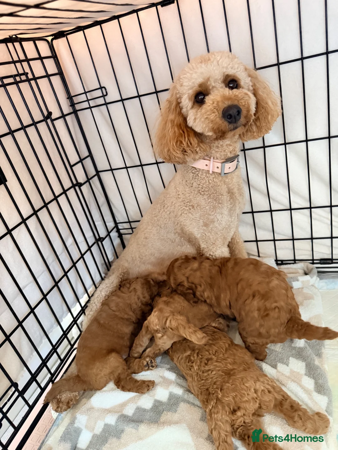 Labradoodle dogs for sale: 🌟 5 star 🌟 F1B labradoodle puppies  - Advert 2