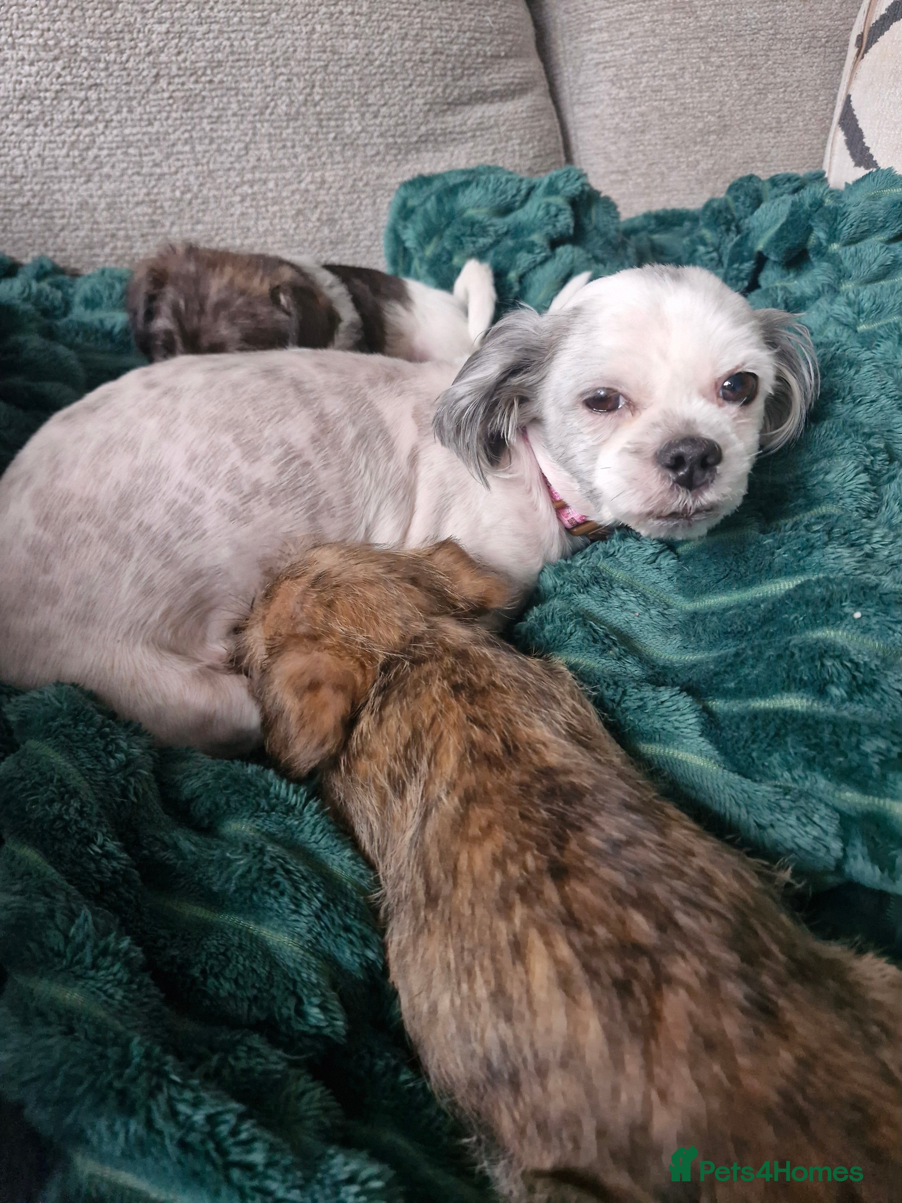 Mixed Breed dogs Beautiful Girl malshi x Jack russell  - Advert 10